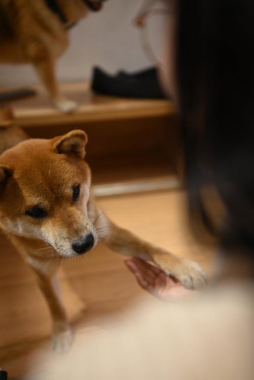 狗狗身上臭是什么原因,狗狗身上有点臭怎么办-第5张图片-后鲨宠物 狗狗身上臭是什么原因,狗狗身上有点臭怎么办-第5张图片-后鲨宠物