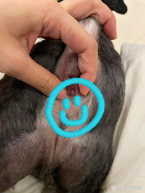  狗狗会长痔疮吗，狗狗会不会有痔疮