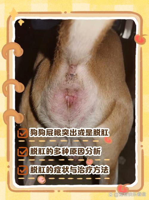  狗狗会长痔疮吗，狗狗会不会有痔疮-第6张图片-后鲨宠物