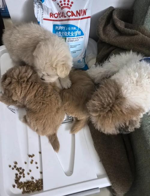 狗狗可以吃兔粮吗,狗狗可以吃兔粮吗?-第3张图片-后鲨宠物 狗狗可以吃兔粮吗,狗狗可以吃兔粮吗?-第3张图片-后鲨宠物