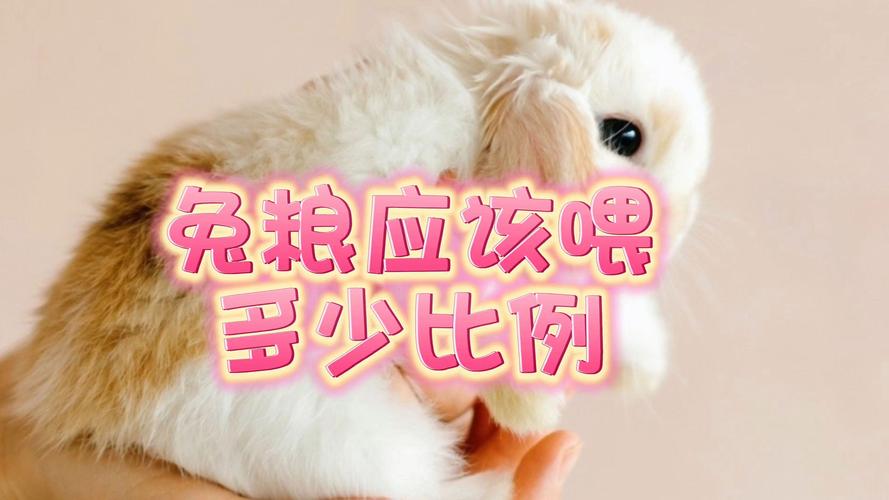 狗狗可以吃兔粮吗,狗狗可以吃兔粮吗?-第4张图片-后鲨宠物 狗狗可以吃兔粮吗,狗狗可以吃兔粮吗?-第4张图片-后鲨宠物