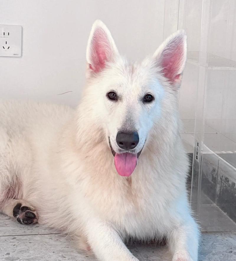 白色的小狗狗品种_白色的小狗狗品种和图片-第3张图片-后鲨宠物 白色的小狗狗品种_白色的小狗狗品种和图片-第3张图片-后鲨宠物