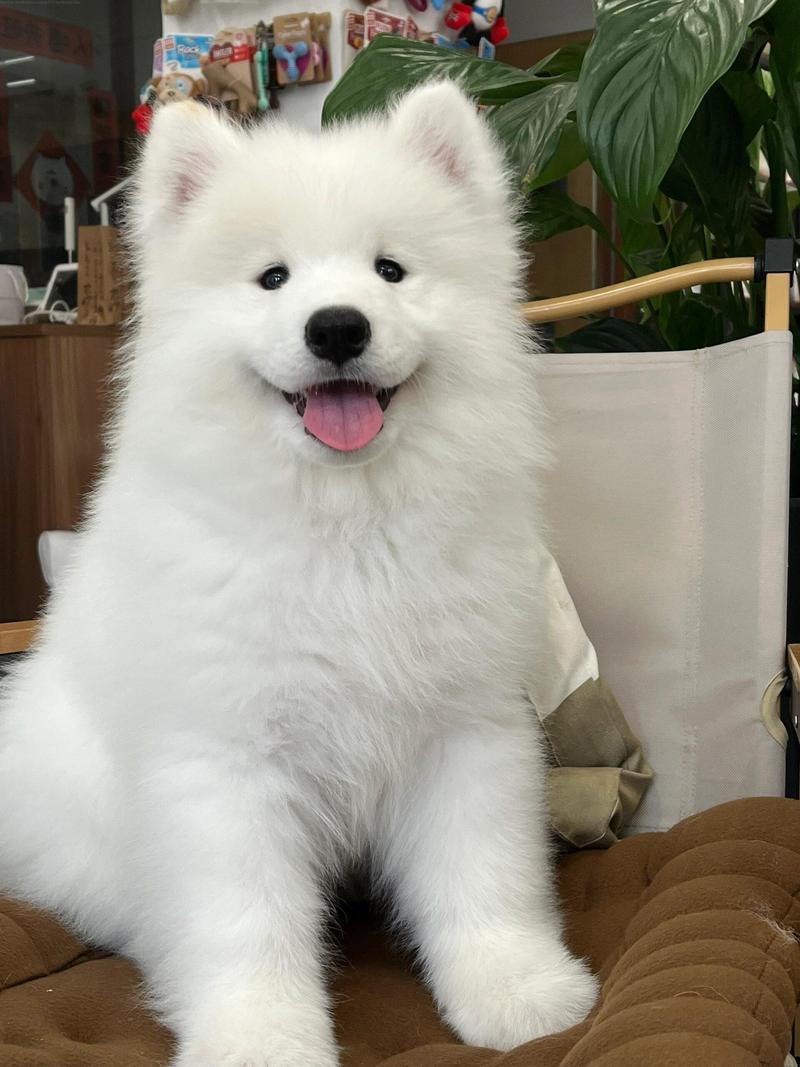 白色的小狗狗品种_白色的小狗狗品种和图片-第5张图片-后鲨宠物 白色的小狗狗品种_白色的小狗狗品种和图片-第5张图片-后鲨宠物