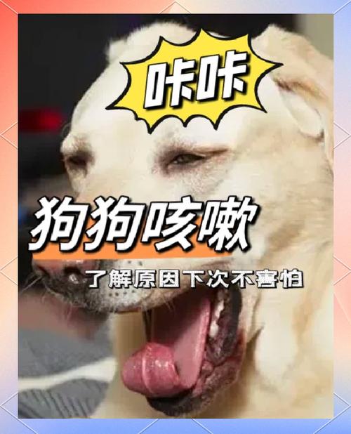 狗狗咳嗽但是精神很好,狗狗咳嗽但是精神很好正常吗?-第4张图片-后鲨宠物 狗狗咳嗽但是精神很好,狗狗咳嗽但是精神很好正常吗?-第4张图片-后鲨宠物