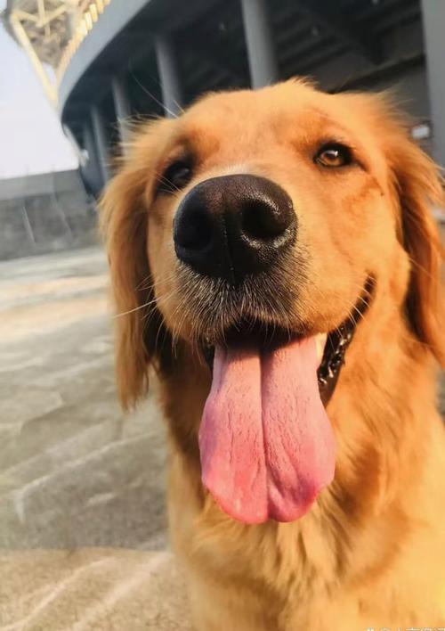 狗狗咳嗽但是精神很好,狗狗咳嗽但是精神很好正常吗?-第5张图片-后鲨宠物 狗狗咳嗽但是精神很好,狗狗咳嗽但是精神很好正常吗?-第5张图片-后鲨宠物