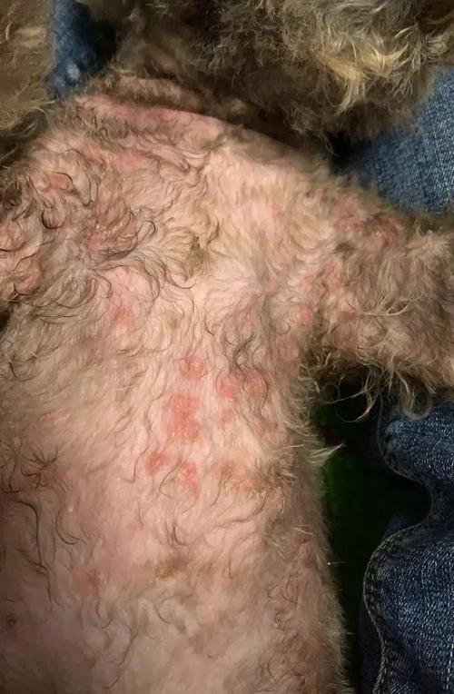 狗狗皮肤粉红色正常吗,狗狗身上粉色-第4张图片-后鲨宠物 狗狗皮肤粉红色正常吗,狗狗身上粉色-第4张图片-后鲨宠物