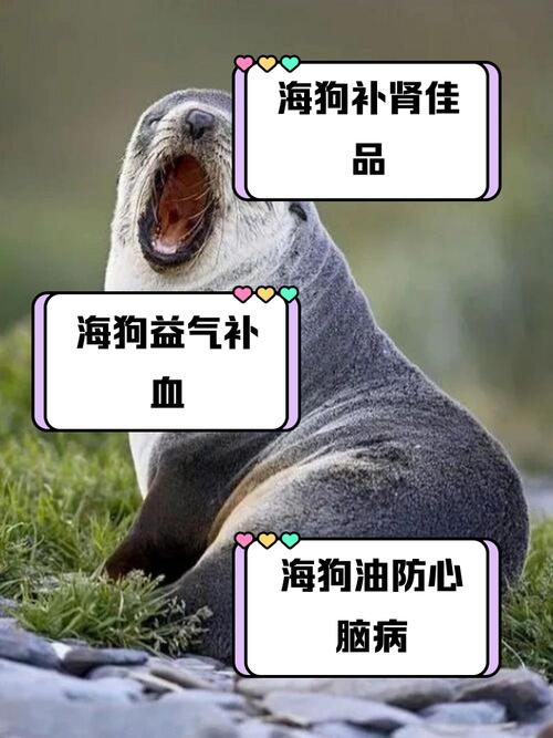 狗狗能吃海带吗,狗狗能吃海带嘛?-第1张图片-后鲨宠物 狗狗能吃海带吗,狗狗能吃海带嘛?-第1张图片-后鲨宠物