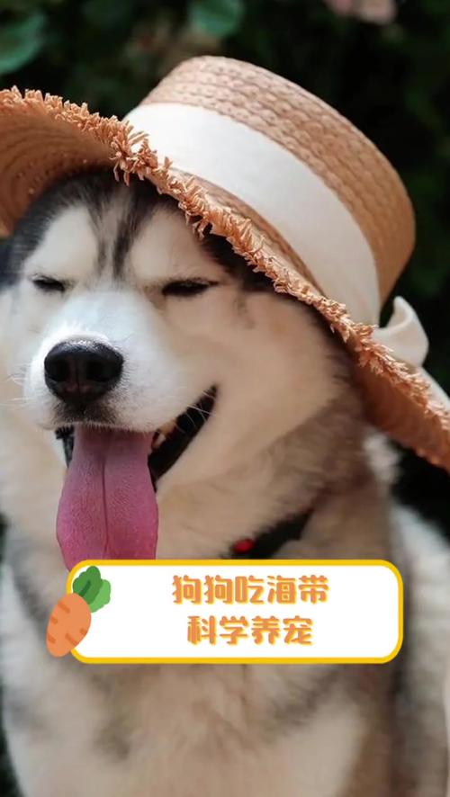 狗狗能吃海带吗,狗狗能吃海带嘛?-第6张图片-后鲨宠物 狗狗能吃海带吗,狗狗能吃海带嘛?-第6张图片-后鲨宠物