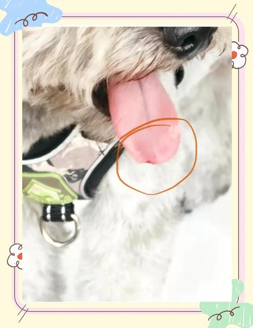 狗狗舌头剪破了怎么办,狗狗舌头剪坏了怎么止血-第1张图片-后鲨宠物 狗狗舌头剪破了怎么办,狗狗舌头剪坏了怎么止血-第1张图片-后鲨宠物