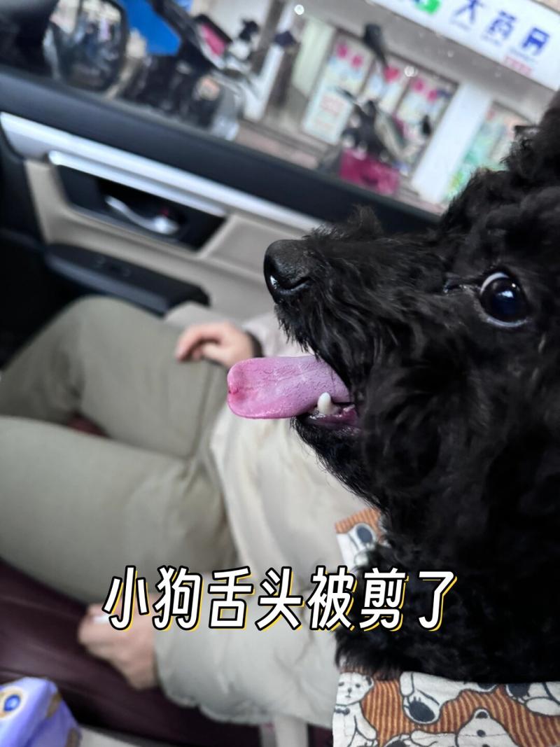 狗狗舌头剪破了怎么办,狗狗舌头剪坏了怎么止血-第3张图片-后鲨宠物 狗狗舌头剪破了怎么办,狗狗舌头剪坏了怎么止血-第3张图片-后鲨宠物