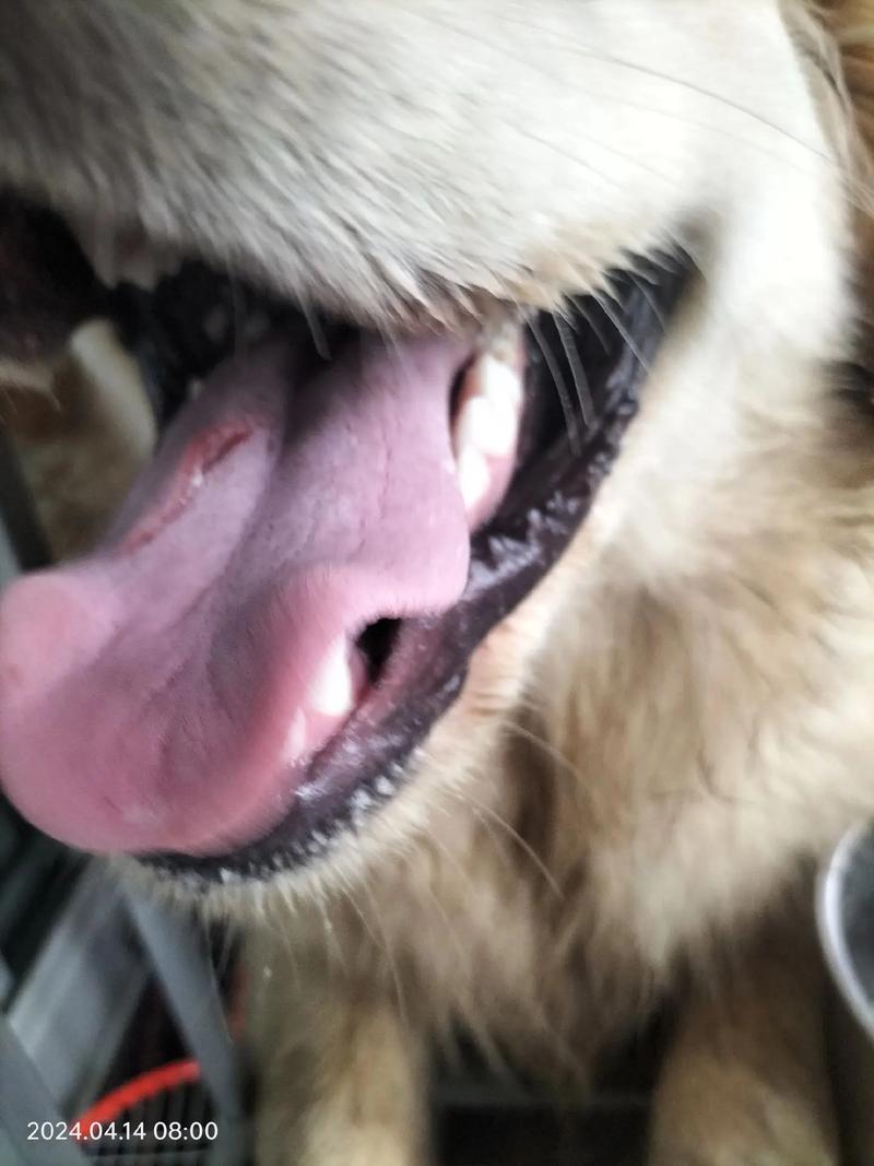 狗狗舌头剪破了怎么办,狗狗舌头剪坏了怎么止血-第4张图片-后鲨宠物 狗狗舌头剪破了怎么办,狗狗舌头剪坏了怎么止血-第4张图片-后鲨宠物