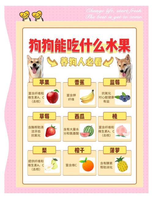 泰迪狗狗能吃芒果吗,泰迪可以吃芒果嘛?-第5张图片-后鲨宠物 泰迪狗狗能吃芒果吗,泰迪可以吃芒果嘛?-第5张图片-后鲨宠物