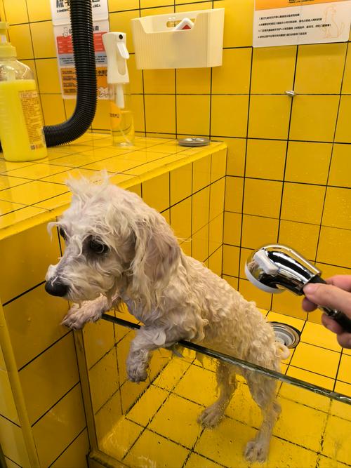 狗狗可以天天洗澡吗,狗狗多大可以洗澡-第3张图片-后鲨宠物 狗狗可以天天洗澡吗,狗狗多大可以洗澡-第3张图片-后鲨宠物