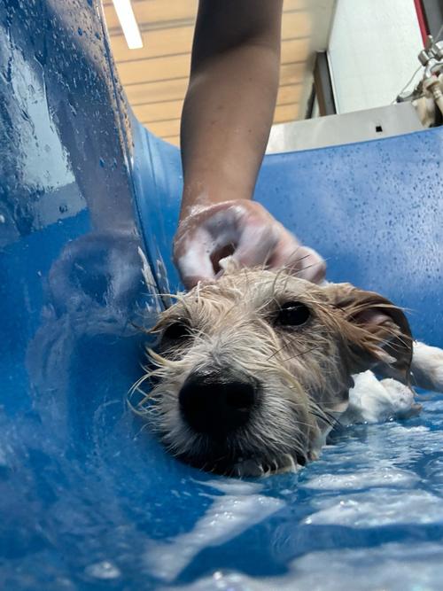狗狗可以天天洗澡吗,狗狗多大可以洗澡-第5张图片-后鲨宠物 狗狗可以天天洗澡吗,狗狗多大可以洗澡-第5张图片-后鲨宠物