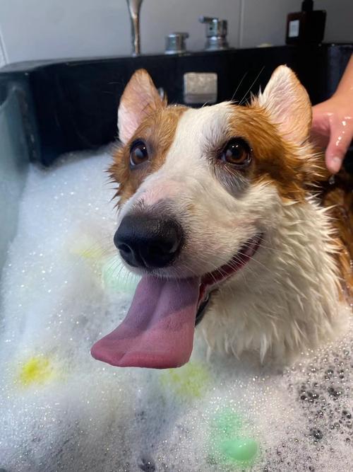 狗狗可以天天洗澡吗,狗狗多大可以洗澡-第6张图片-后鲨宠物 狗狗可以天天洗澡吗,狗狗多大可以洗澡-第6张图片-后鲨宠物