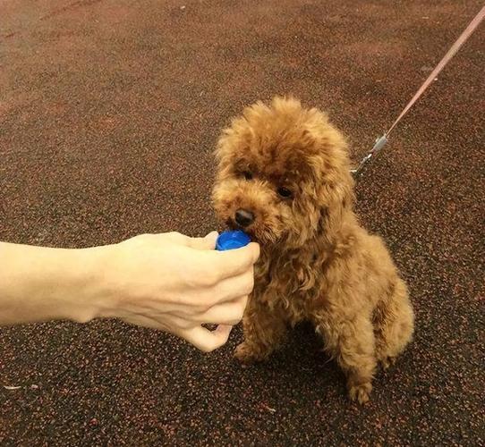 狗狗能吃蜂蜜水吗,狗能不能吃蜂蜜水吗?-第2张图片-后鲨宠物 狗狗能吃蜂蜜水吗,狗能不能吃蜂蜜水吗?-第2张图片-后鲨宠物