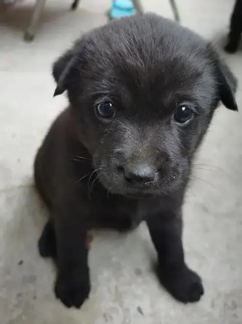 狗狗能吃蜂蜜水吗,狗能不能吃蜂蜜水吗?-第3张图片-后鲨宠物 狗狗能吃蜂蜜水吗,狗能不能吃蜂蜜水吗?-第3张图片-后鲨宠物