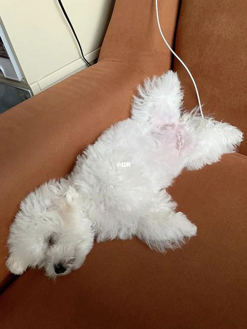 狗狗老爱睡觉怎么回事,狗狗老是喜欢睡觉是什么原因?-第3张图片-后鲨宠物 狗狗老爱睡觉怎么回事,狗狗老是喜欢睡觉是什么原因?-第3张图片-后鲨宠物