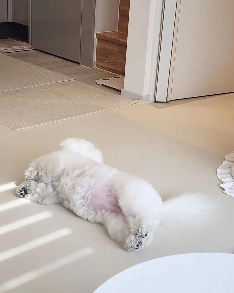 狗狗老爱睡觉怎么回事,狗狗老是喜欢睡觉是什么原因?-第5张图片-后鲨宠物 狗狗老爱睡觉怎么回事,狗狗老是喜欢睡觉是什么原因?-第5张图片-后鲨宠物