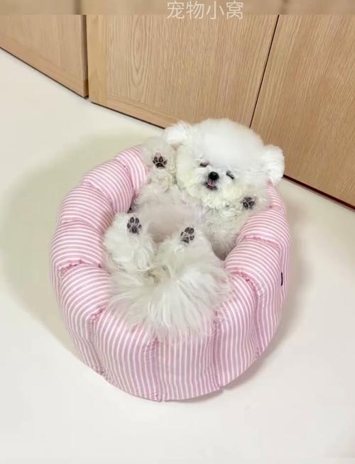 狗狗老爱睡觉怎么回事,狗狗老是喜欢睡觉是什么原因?-第6张图片-后鲨宠物 狗狗老爱睡觉怎么回事,狗狗老是喜欢睡觉是什么原因?-第6张图片-后鲨宠物