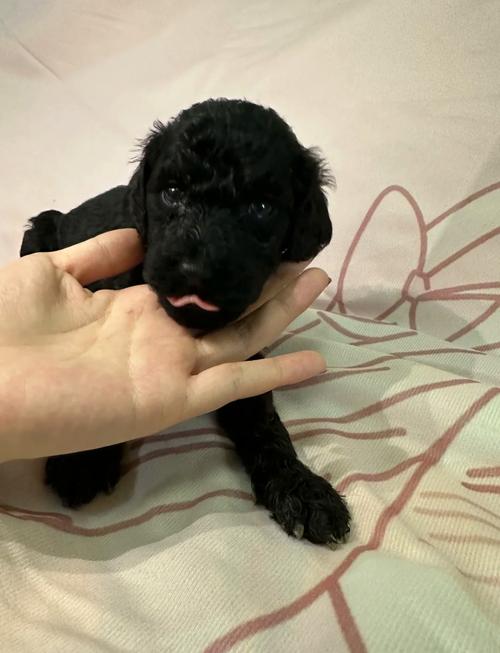 三个月的狗狗能吃苹果吗,3个月大的狗狗可以吃苹果吗-第2张图片-后鲨宠物 三个月的狗狗能吃苹果吗,3个月大的狗狗可以吃苹果吗-第2张图片-后鲨宠物