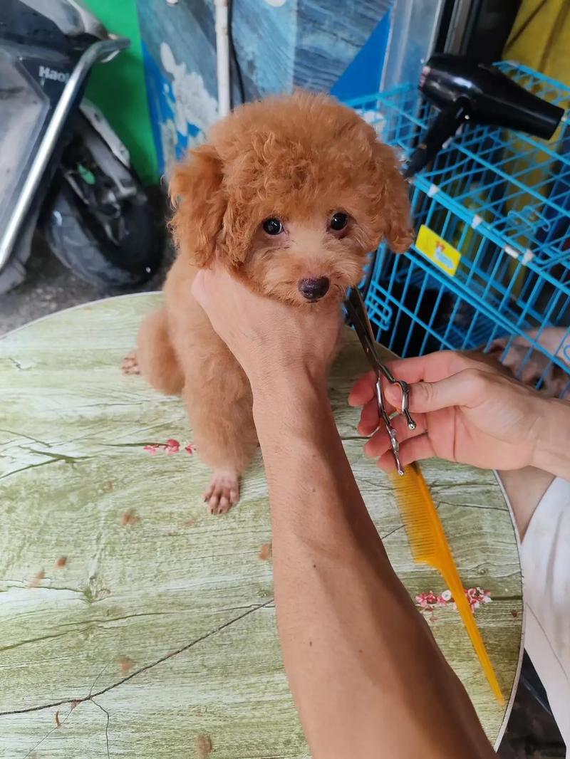 三个月的狗狗能吃苹果吗,3个月大的狗狗可以吃苹果吗-第4张图片-后鲨宠物 三个月的狗狗能吃苹果吗,3个月大的狗狗可以吃苹果吗-第4张图片-后鲨宠物