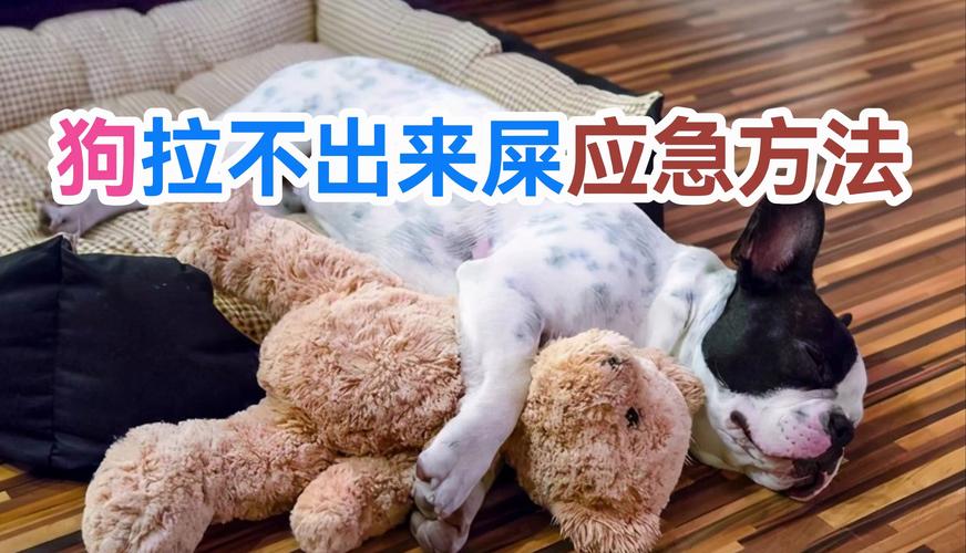 狗狗拉不出来粑粑怎么办,狗狗拉不出来粑粑怎么办应急方法-第5张图片-后鲨宠物 狗狗拉不出来粑粑怎么办,狗狗拉不出来粑粑怎么办应急方法-第5张图片-后鲨宠物