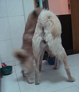 狗狗发情要多久,狗狗发情要多久时间-第4张图片-后鲨宠物 狗狗发情要多久,狗狗发情要多久时间-第4张图片-后鲨宠物