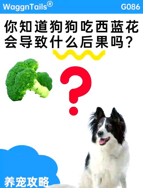狗狗能吃西兰花吗,狗可以吃西兰花不?-第5张图片-后鲨宠物 狗狗能吃西兰花吗,狗可以吃西兰花不?-第5张图片-后鲨宠物