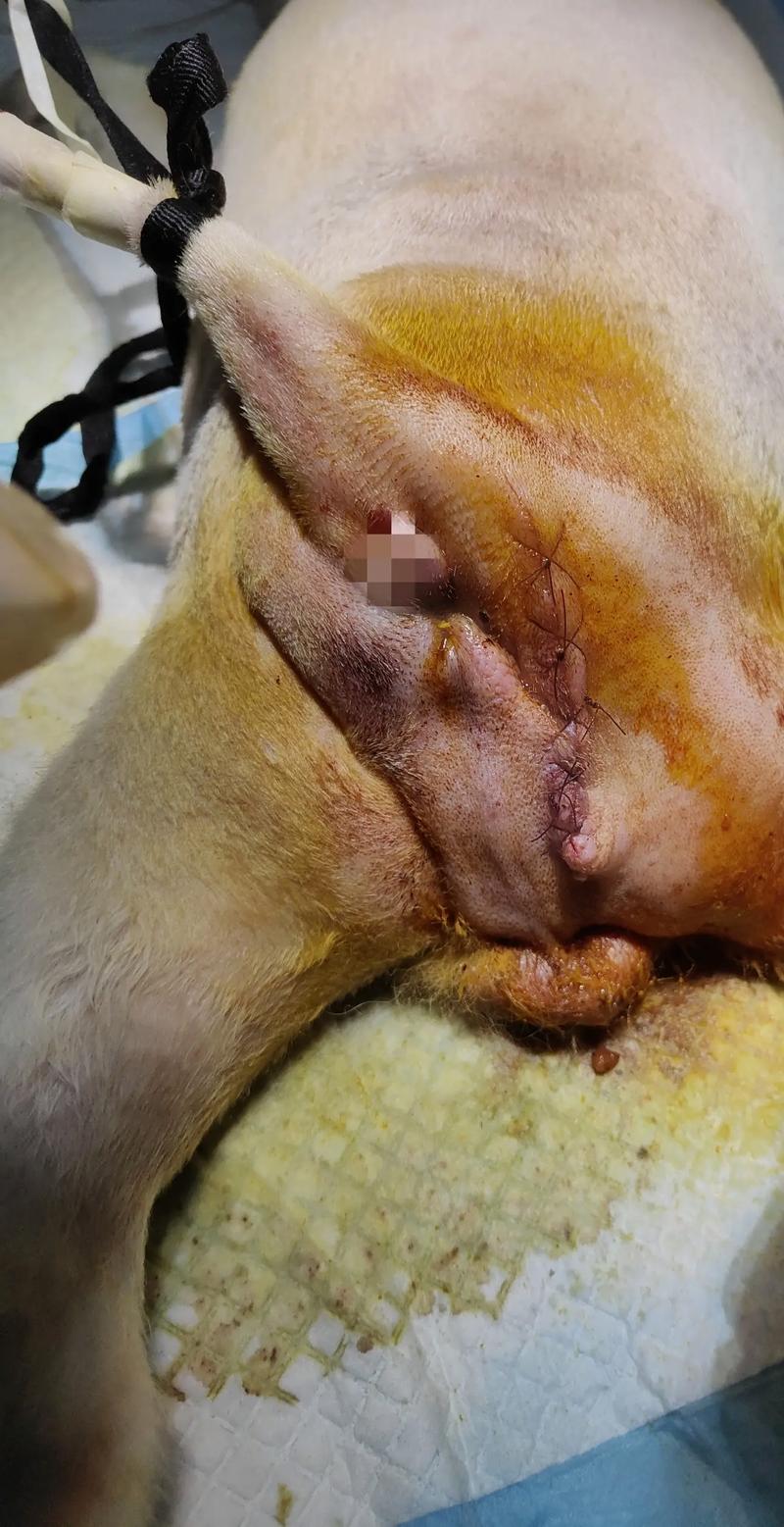 狗狗疝气手术多少钱,狗狗疝气手术多少钱费用-第3张图片-后鲨宠物 狗狗疝气手术多少钱,狗狗疝气手术多少钱费用-第3张图片-后鲨宠物