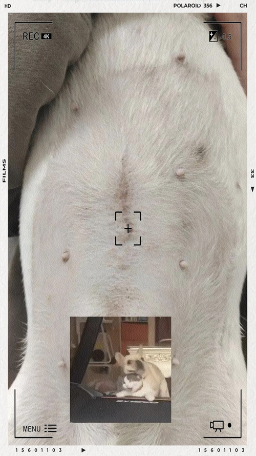 狗狗疝气手术多少钱,狗狗疝气手术多少钱费用-第4张图片-后鲨宠物 狗狗疝气手术多少钱,狗狗疝气手术多少钱费用-第4张图片-后鲨宠物