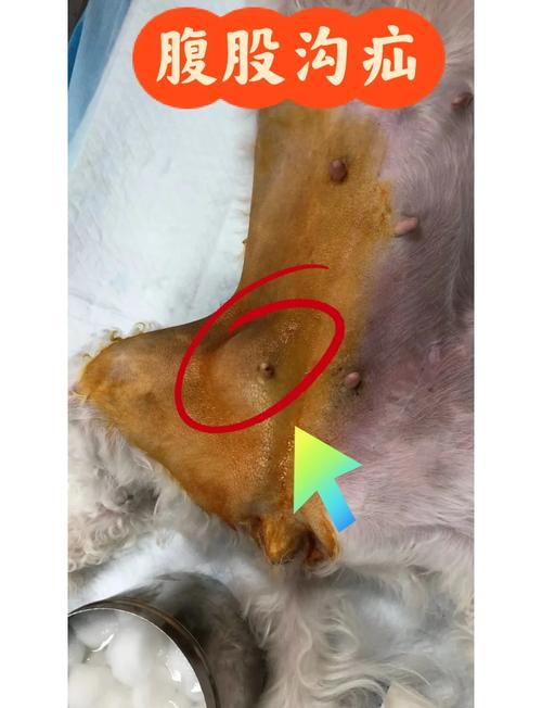 狗狗疝气手术多少钱,狗狗疝气手术多少钱费用-第5张图片-后鲨宠物 狗狗疝气手术多少钱,狗狗疝气手术多少钱费用-第5张图片-后鲨宠物