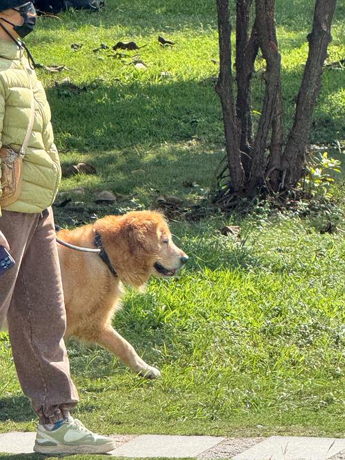 狗狗多少天会走路_狗狗多少天会走路了-第2张图片-后鲨宠物 狗狗多少天会走路_狗狗多少天会走路了-第2张图片-后鲨宠物