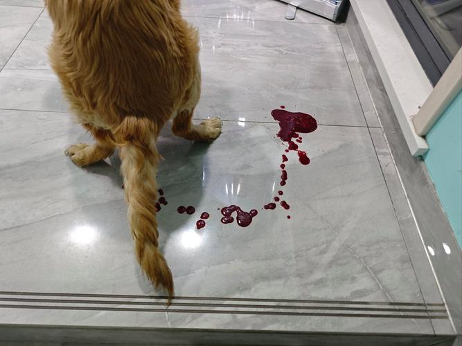 狗狗肚子里有蛔虫怎么办,狗狗肚子里有蛔虫怎么办?-第3张图片-后鲨宠物 狗狗肚子里有蛔虫怎么办,狗狗肚子里有蛔虫怎么办?-第3张图片-后鲨宠物