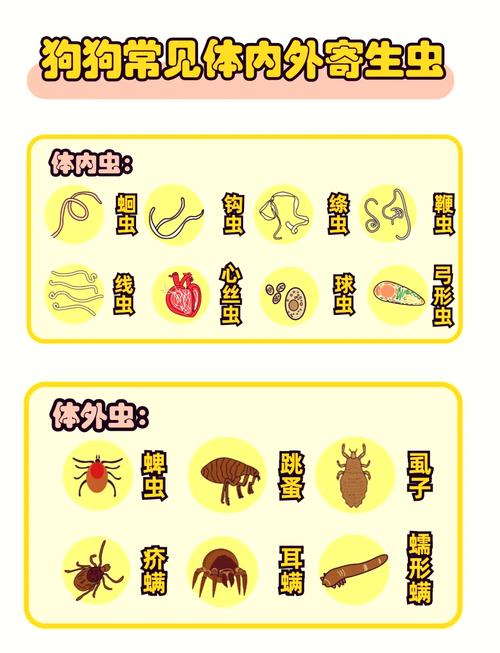 狗狗肚子里有蛔虫怎么办,狗狗肚子里有蛔虫怎么办?-第4张图片-后鲨宠物 狗狗肚子里有蛔虫怎么办,狗狗肚子里有蛔虫怎么办?-第4张图片-后鲨宠物