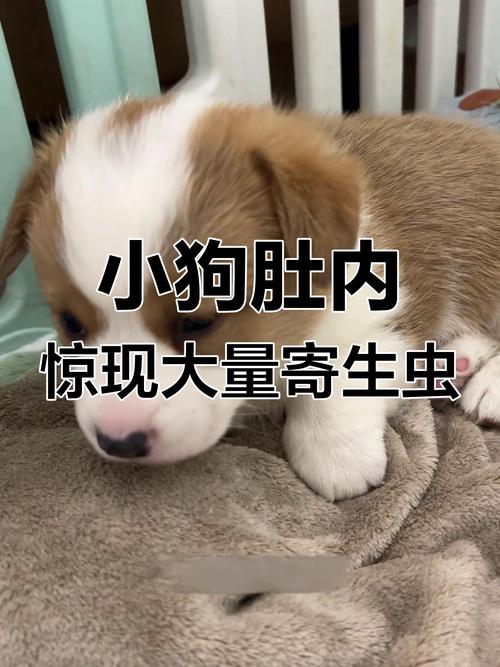 狗狗肚子里有蛔虫怎么办,狗狗肚子里有蛔虫怎么办?-第5张图片-后鲨宠物 狗狗肚子里有蛔虫怎么办,狗狗肚子里有蛔虫怎么办?-第5张图片-后鲨宠物