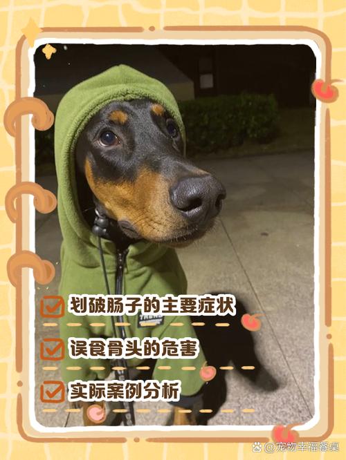 狗狗肠道划伤的症状_狗狗肠道划破的症状-第1张图片-后鲨宠物 狗狗肠道划伤的症状_狗狗肠道划破的症状-第1张图片-后鲨宠物