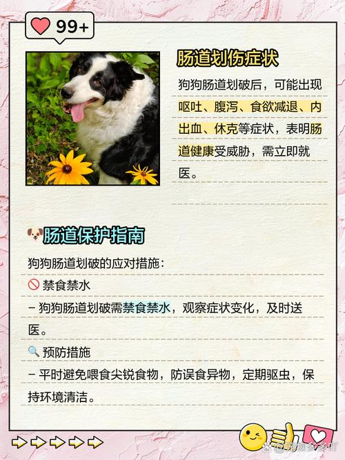 狗狗肠道划伤的症状_狗狗肠道划破的症状-第4张图片-后鲨宠物 狗狗肠道划伤的症状_狗狗肠道划破的症状-第4张图片-后鲨宠物