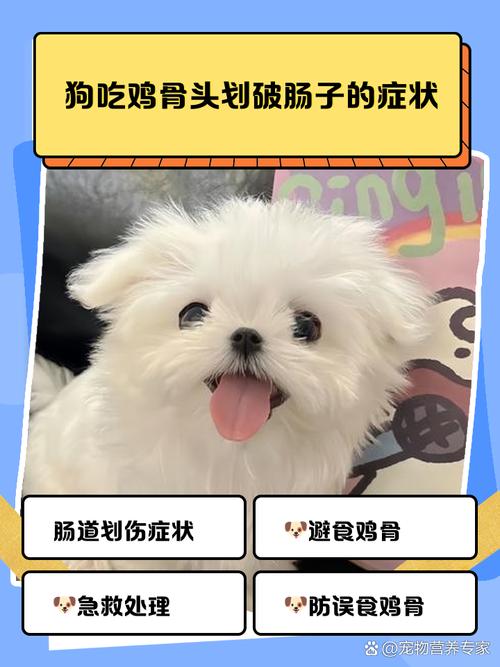 狗狗肠道划伤的症状_狗狗肠道划破的症状-第5张图片-后鲨宠物 狗狗肠道划伤的症状_狗狗肠道划破的症状-第5张图片-后鲨宠物