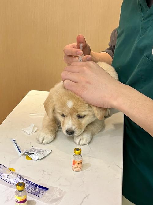 狗狗去哪里打疫苗,狗狗去哪里打疫苗正规?-第6张图片-后鲨宠物 狗狗去哪里打疫苗,狗狗去哪里打疫苗正规?-第6张图片-后鲨宠物