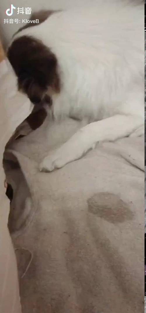 狗狗发情的症状_狗狗发情的症状及处理办法-第4张图片-后鲨宠物 狗狗发情的症状_狗狗发情的症状及处理办法-第4张图片-后鲨宠物