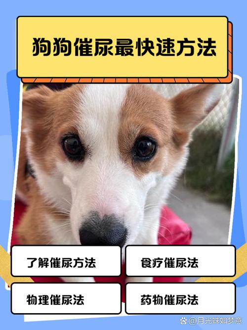 狗狗多大会憋尿,狗狗突然尿频一会一尿-第4张图片-后鲨宠物 狗狗多大会憋尿,狗狗突然尿频一会一尿-第4张图片-后鲨宠物