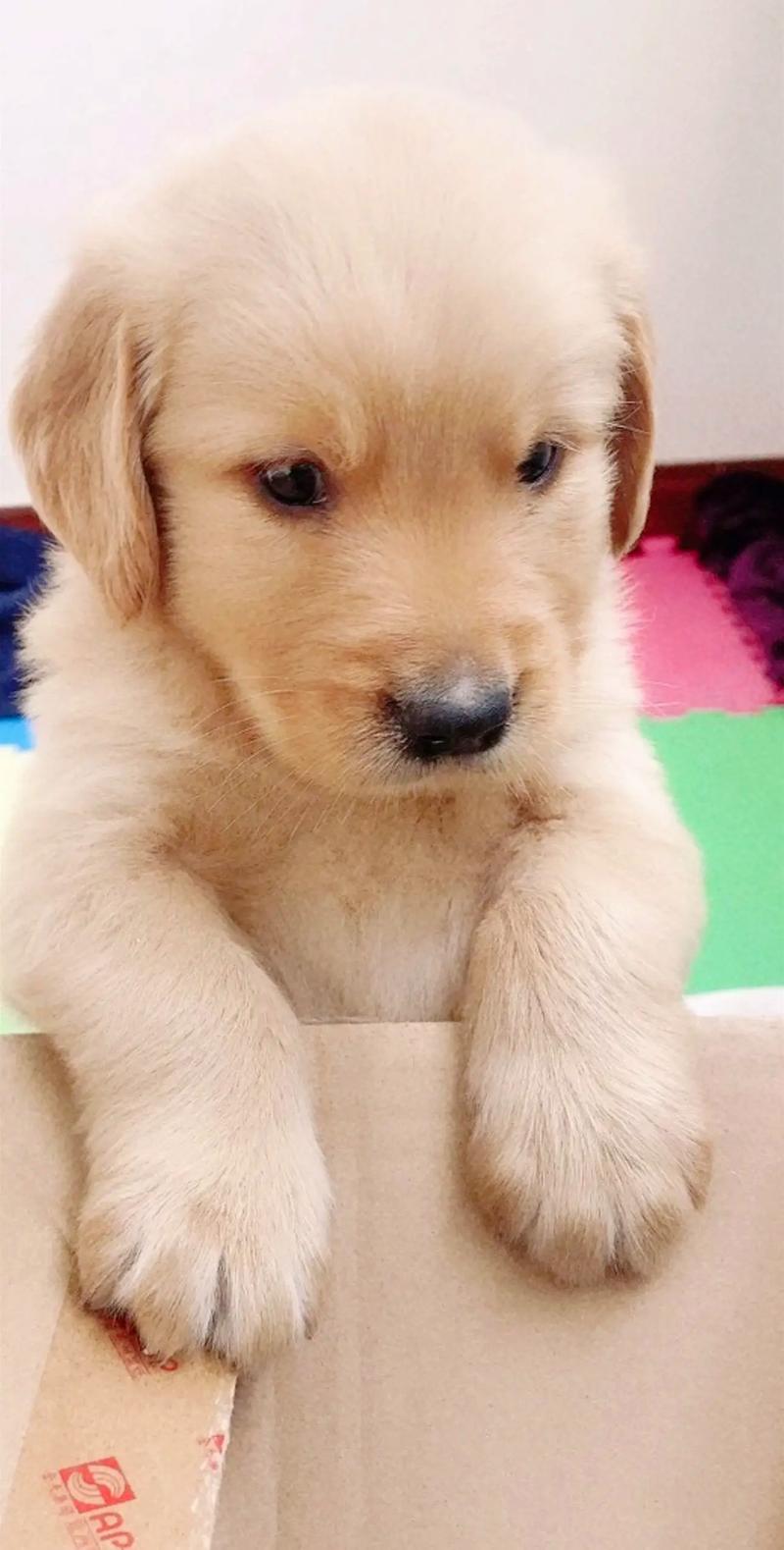 如何让狗狗认主人_如何让狗狗认你为主人-第2张图片-后鲨宠物 如何让狗狗认主人_如何让狗狗认你为主人-第2张图片-后鲨宠物