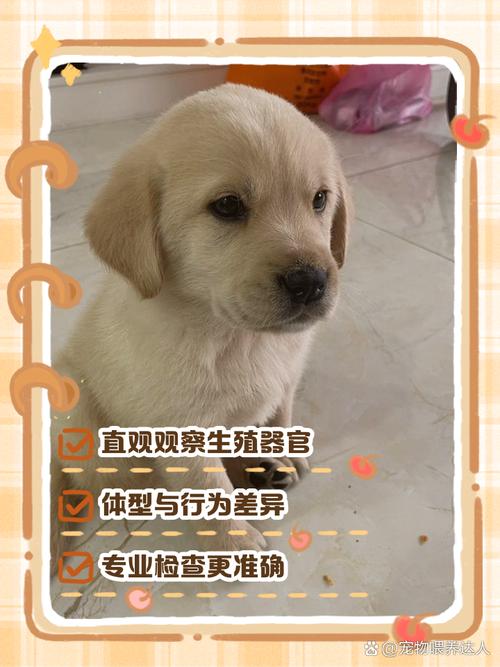 如何让狗狗认主人_如何让狗狗认你为主人-第3张图片-后鲨宠物 如何让狗狗认主人_如何让狗狗认你为主人-第3张图片-后鲨宠物