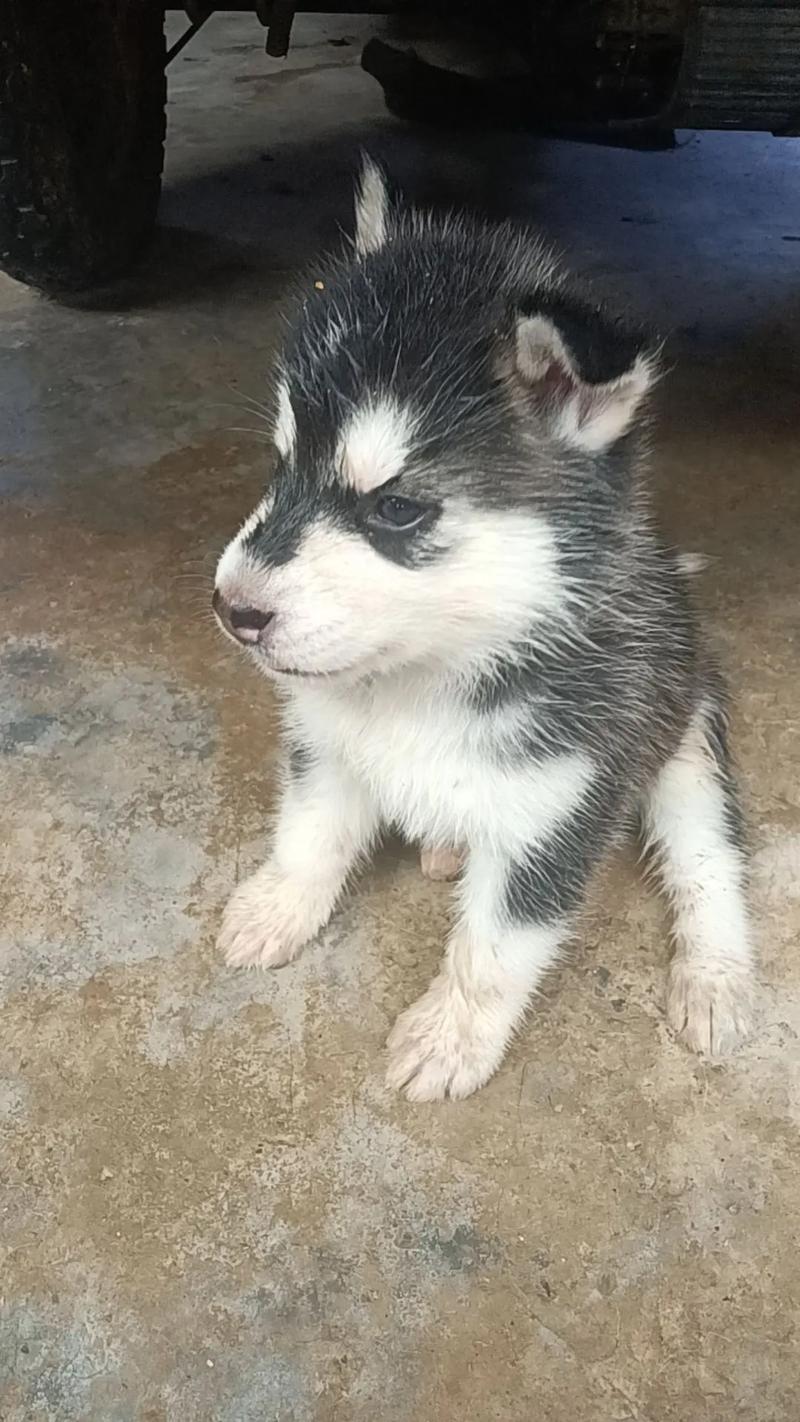 如何让狗狗认主人_如何让狗狗认你为主人-第5张图片-后鲨宠物 如何让狗狗认主人_如何让狗狗认你为主人-第5张图片-后鲨宠物