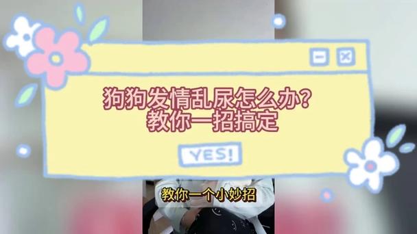  狗狗发情了怎么办，狗狗发情怎么办才能治好-第1张图片-后鲨宠物