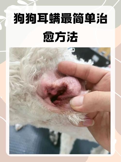 狗狗得了耳螨怎么治疗,狗狗得了耳螨用什么药-第3张图片-后鲨宠物 狗狗得了耳螨怎么治疗,狗狗得了耳螨用什么药-第3张图片-后鲨宠物