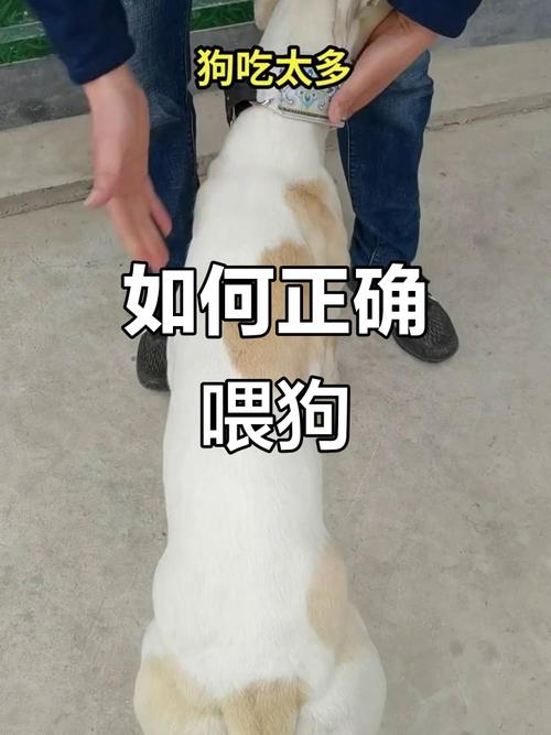 狗狗吃多了会拉稀吗,狗狗吃多了会拉稀吗?-第2张图片-后鲨宠物 狗狗吃多了会拉稀吗,狗狗吃多了会拉稀吗?-第2张图片-后鲨宠物