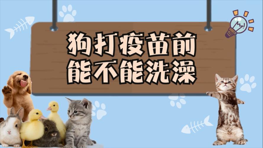 狗狗打疫苗前能洗澡吗,狗狗先洗澡还是先打针?-第3张图片-后鲨宠物 狗狗打疫苗前能洗澡吗,狗狗先洗澡还是先打针?-第3张图片-后鲨宠物