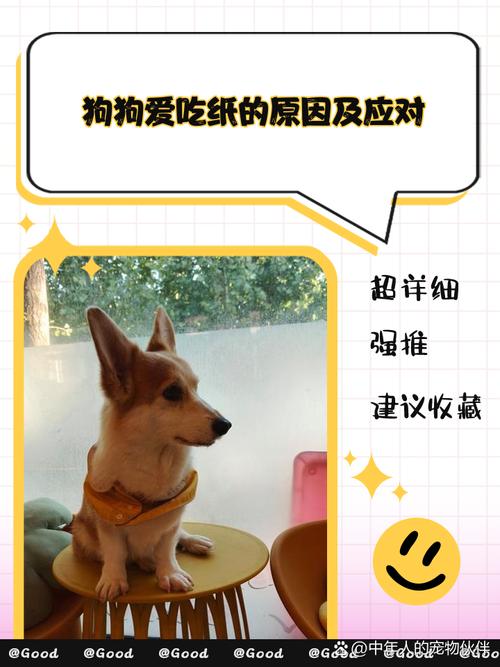 狗狗吃纸怎么办,狗子吃纸-第5张图片-后鲨宠物 狗狗吃纸怎么办,狗子吃纸-第5张图片-后鲨宠物